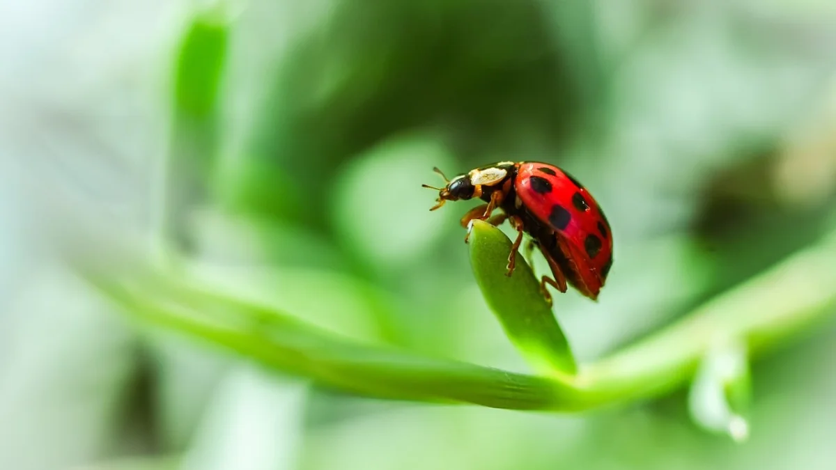 Tout savoir sur la larve de coccinelle et son rôle contre les pucerons