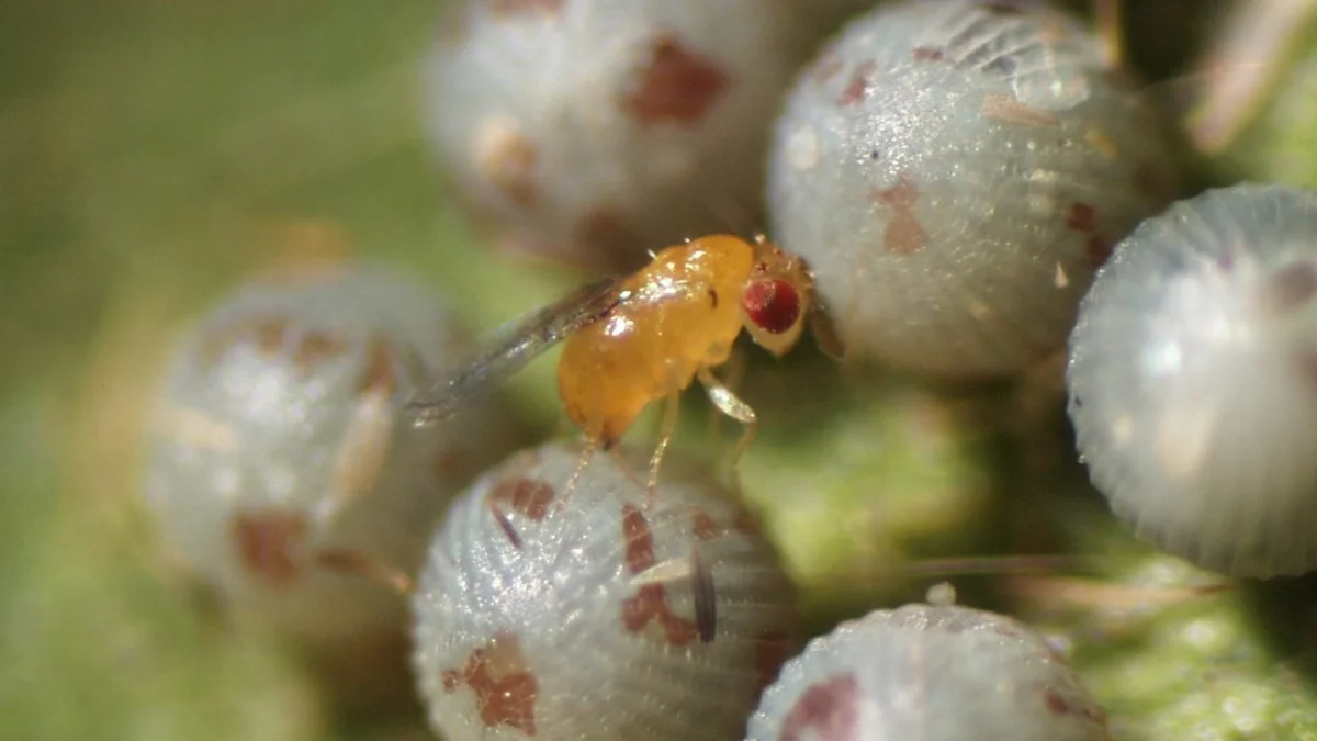 Tout savoir sur le trichogramme : la solution biologique contre les mites et la pyrale
